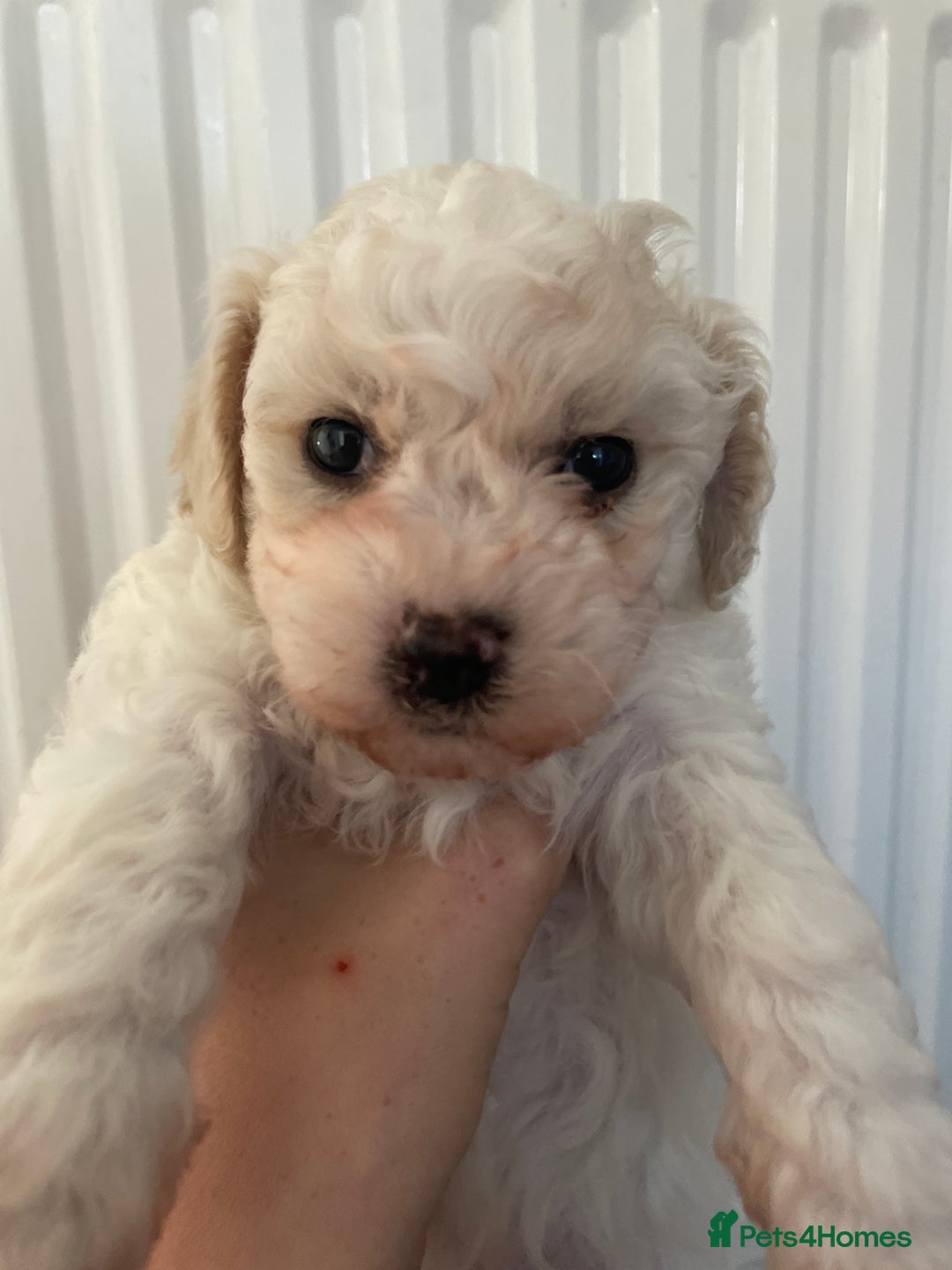 Bichon Frise dogs for sale: The cutest Boy Bichons for sale x - Image 5