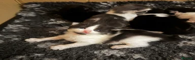 Ragcoon 3