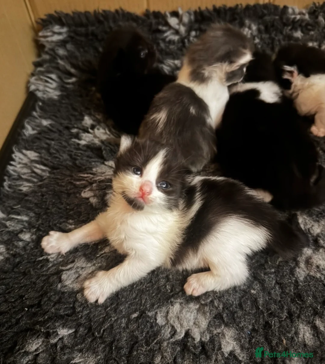 Ragcoon cats for sale: Big Fluffy mixed breed kittens !  - Advert 2