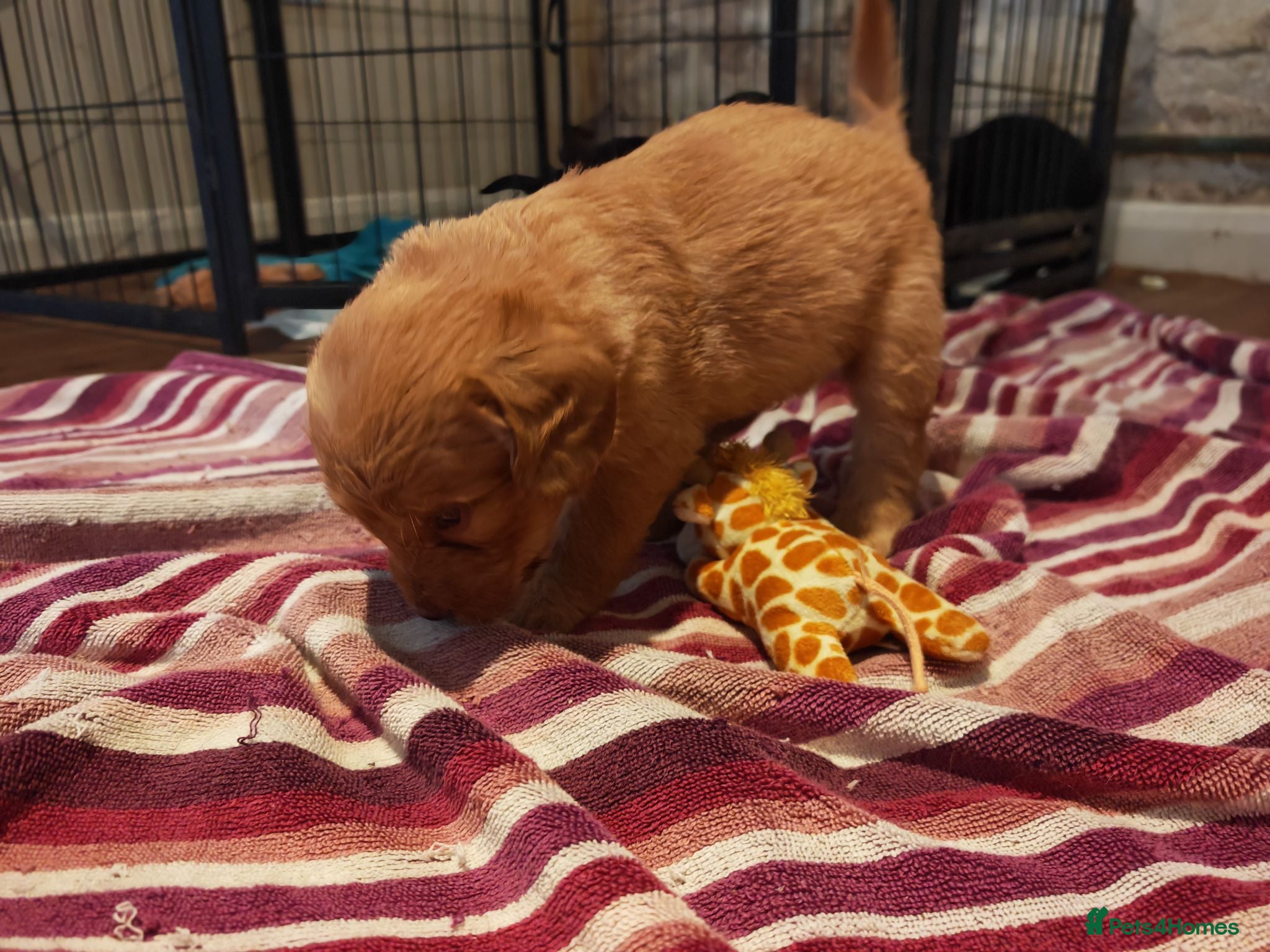 Labradoodle dogs Miniature Labradoodles Red & Black Ready Aug 16th - Advert 12