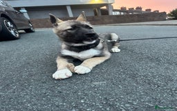 Mixed Breed dogs for sale: Siberian Husky  - Image 5