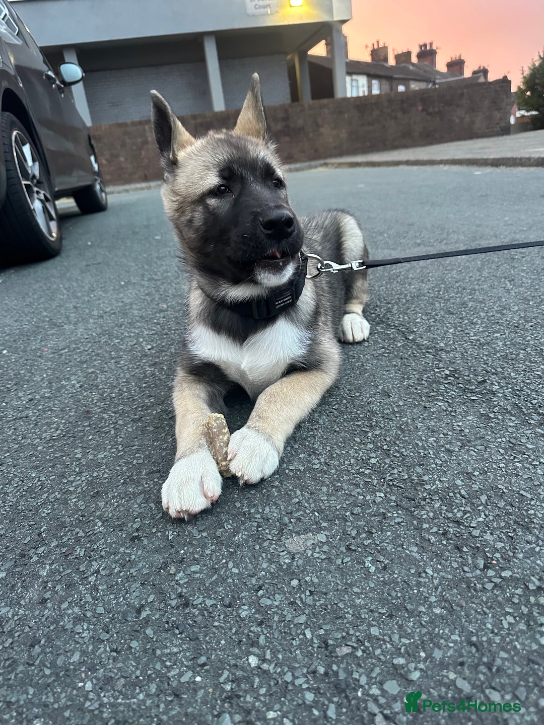 Mixed Breed dogs for sale: Siberian Husky  - Image 5