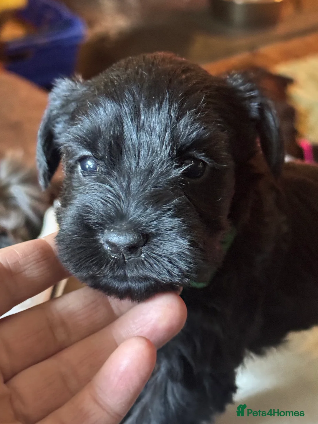 Miniature Schnauzer dogs for sale: Black miniature schnauzers  - Advert 8