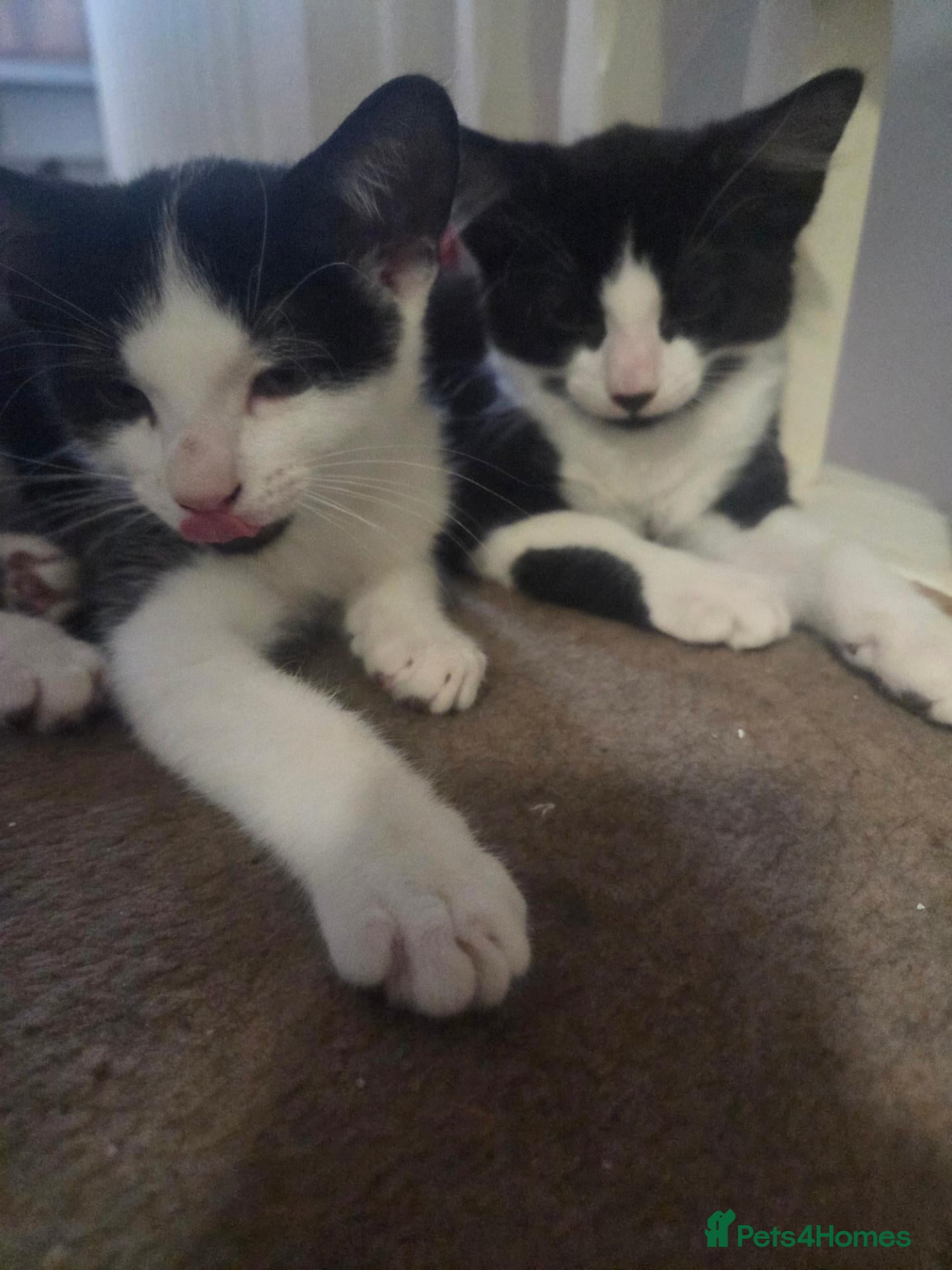 Mixed Breed cats 7 beautiful kittens  - Advert 11