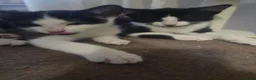 Mixed Breed cats for sale: 7 beautiful kittens  - Advert 3