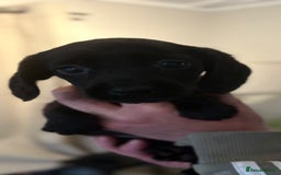 Cockerdor dogs for sale: Beautiful cockerdor puppies - Image 6