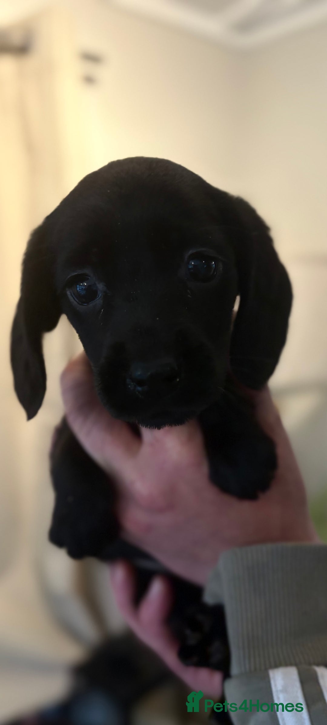 Cockerdor dogs for sale: Beautiful cockerdor puppies - Image 6