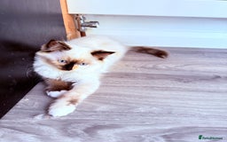 Ragdoll cats for sale: Six adorable Ragdoll kittens(1 boy and 1 girl left in Wokingham - Image 8