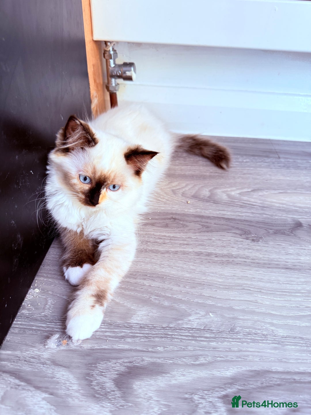 Ragdoll cats for sale: Six adorable Ragdoll kittens(1 boy and 1 girl left in Wokingham - Image 8