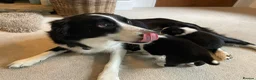 Border Collie dogs for sale: Beautiful Border Collie Puppies in Grassington - Advert 18