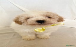 Cavapoo dogs for sale: Beautiful Cavapoo’s - Image 14
