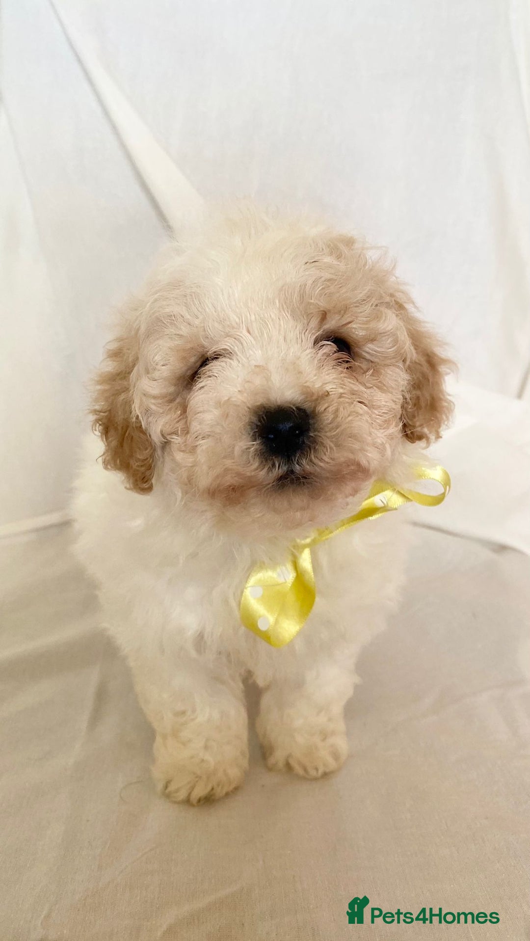 Cavapoo dogs for sale: Beautiful Cavapoo’s - Image 14