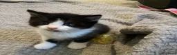 Scottish Fold cats for sale: Scottish fold British shorthair  - Advert 9