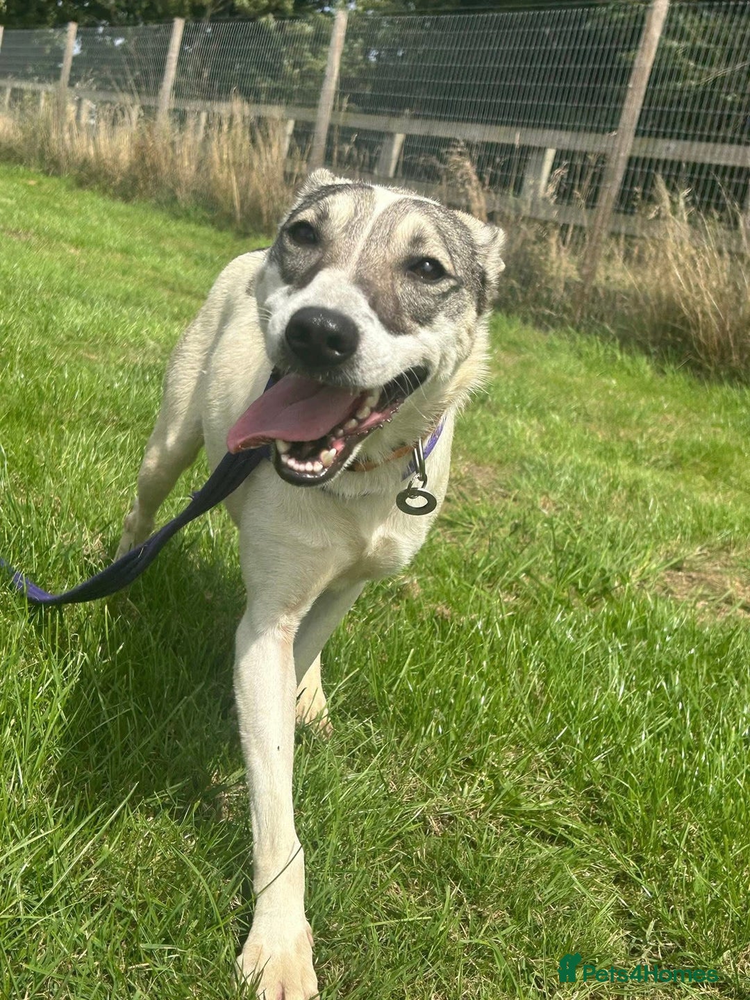Mixed Breed dogs for adoption: Lotty (2) Norwich Norfolk  - Image 3