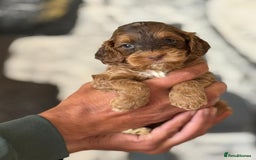 Cockapoo dogs for sale: Little Teddy Bears  - Image 1