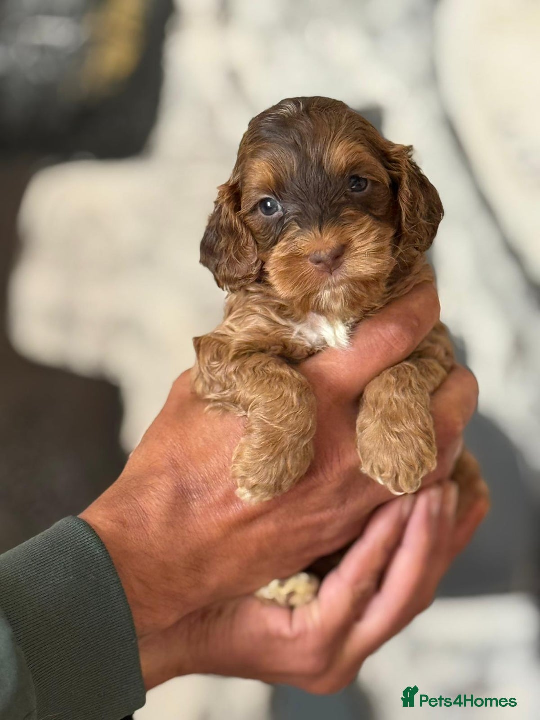 Cockapoo dogs for sale: Little Teddy Bears  - Image 1
