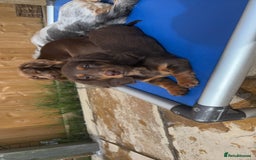 Dachshund dogs for sale: REDUCED ready for her new home  in Cardiff - Image 13