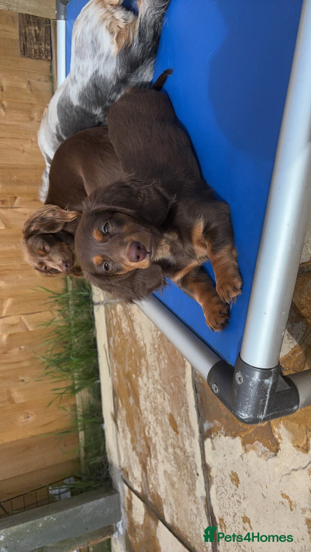Dachshund dogs for sale: REDUCED ready for her new home  in Cardiff - Image 13