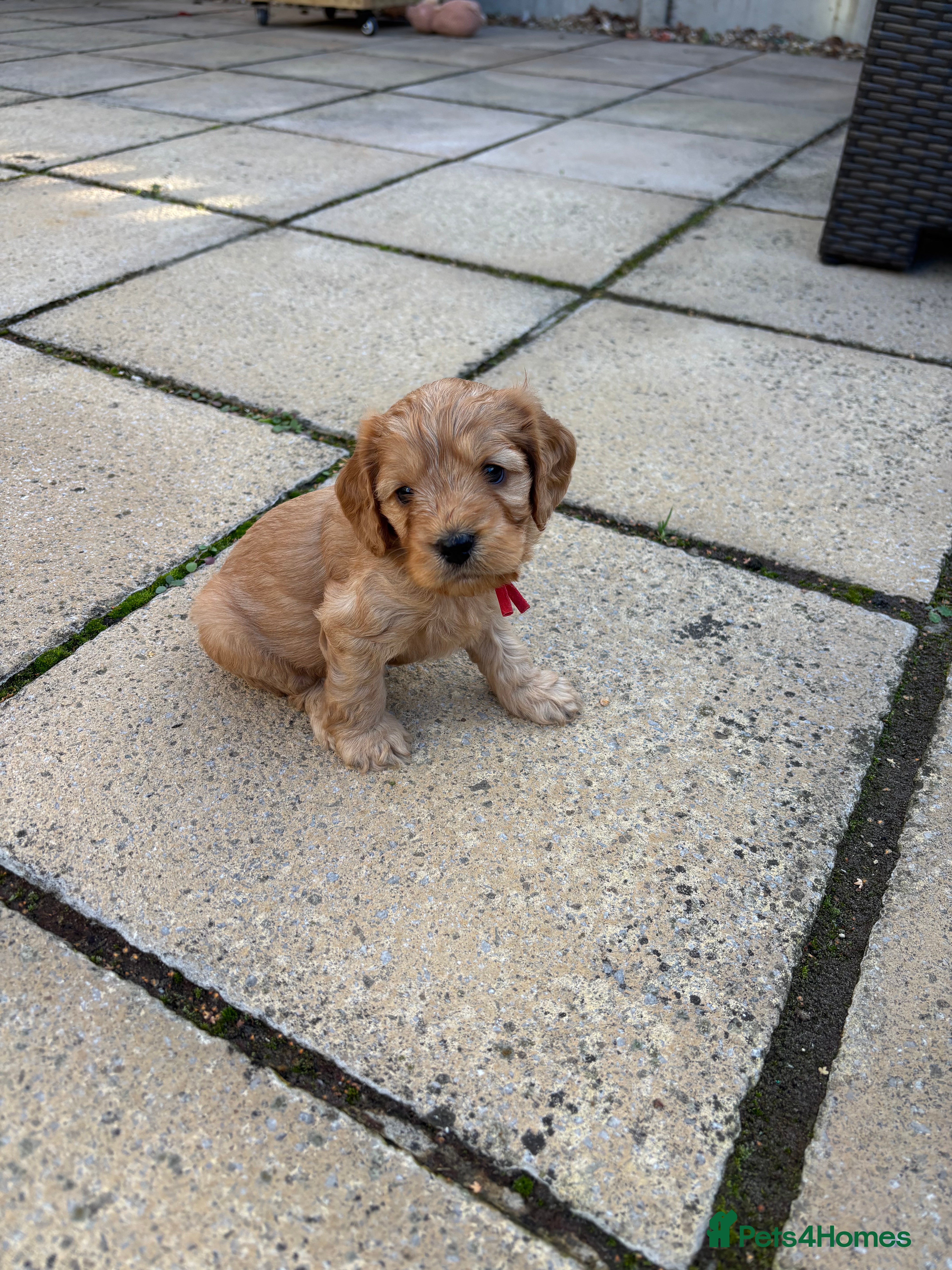Cockapoo dogs ⭐ F1b cockapoo puppies - Advert 1