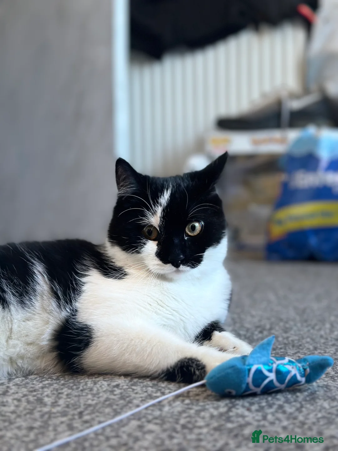 British Shorthair cats for sale: (REHOME ASAP) Fuji - Black/White Male Kitten - Advert 3