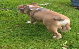 English Bulldog dogs for sale: English Bulldog and Everything he needs. - Image 4