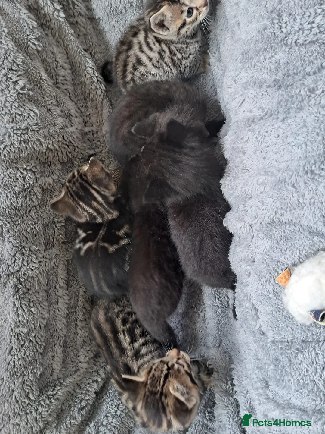 Mixed Breed cats for sale: Mixed breed kittens  in Buckhurst Hill - Advert 2