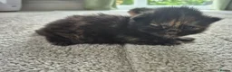 Mixed Breed cats for sale: Playful kittens for sale  in Weston-super-Mare - Advert 2