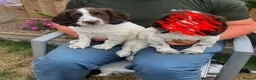 English Springer Spaniel dogs for sale: Liver and white springer spaniel bitch pup in Ilminster - Advert 2
