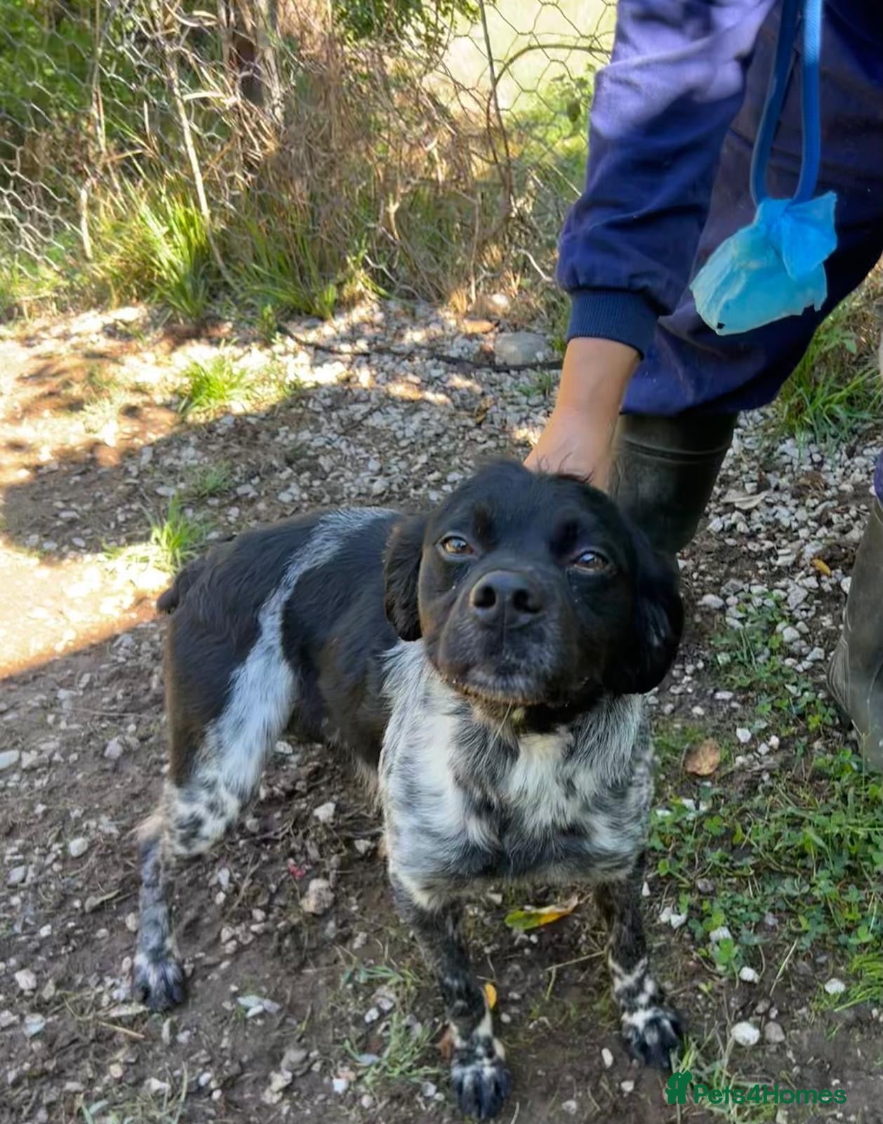 Brittany Spaniel dogs Barbadun - 6 year old Brittany  - Advert 1