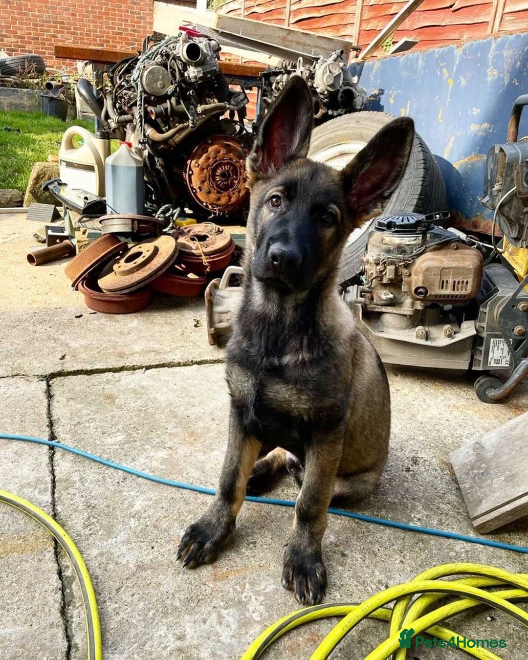 German Shepherd dogs for stud: DDR GERMAN SHEPHERD UP FOR STUD!! - Image 7
