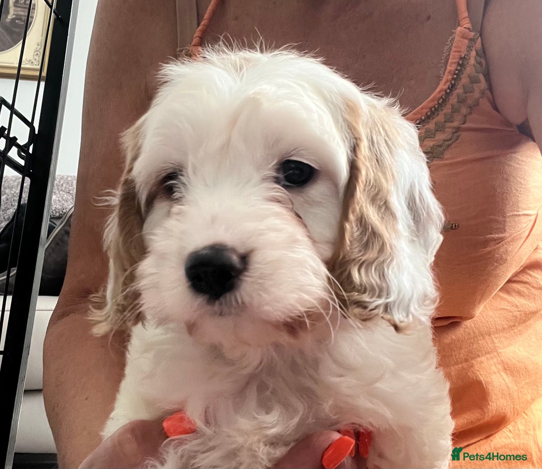 Cavapoo dogs for sale: Cavapoo Puppy 3 - 🐶🐩 7 HEALTH CLEAR ADORABLE CAVAPOO PUPPIES 🐩🐶  - Image 7