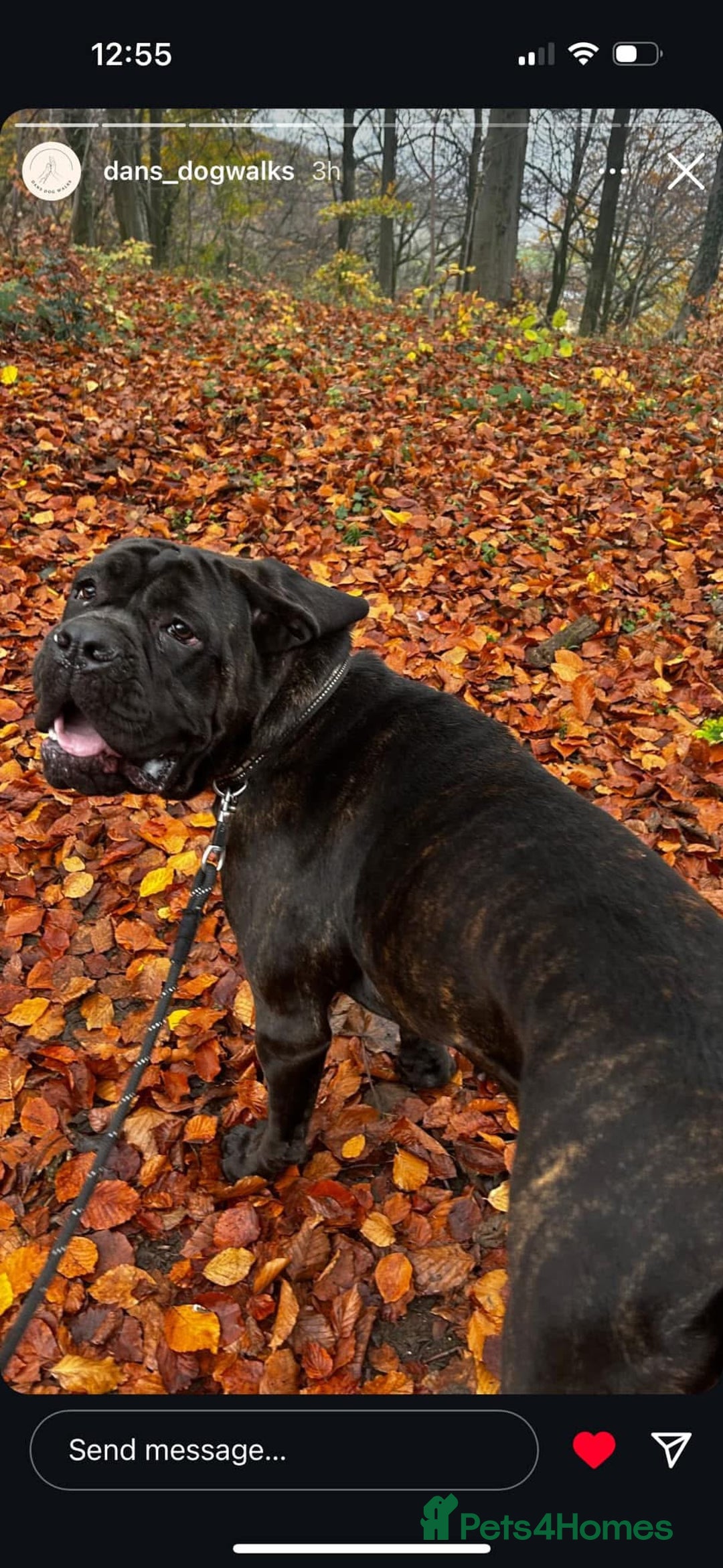 Mixed Breed dogs for sale: Coco beautiful girl - Image 3