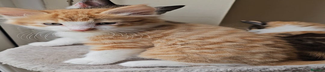 Mixed Breed Kitten 2