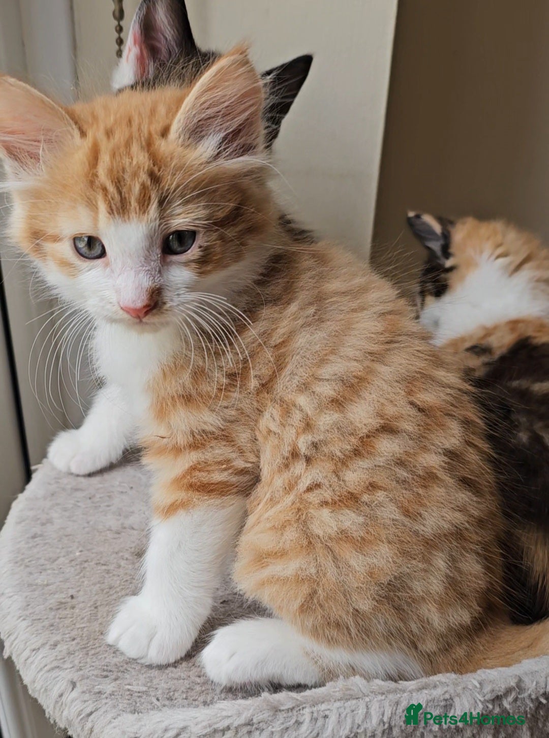 Mixed Breed cats for sale: Kittens  - Image 6