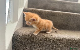 Persian cats for sale: Stunning half Exotic Persian kittens for sale.  - Image 7