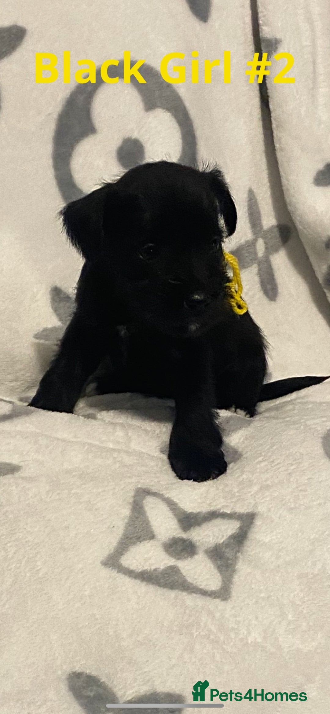 Miniature Schnauzer dogs for sale: ✨ Eight Stunning Puppies Now Available! ✨ - Advert 8