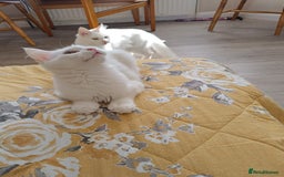 Turkish Angora cats for sale: Turkish angora mix girls - Image 3