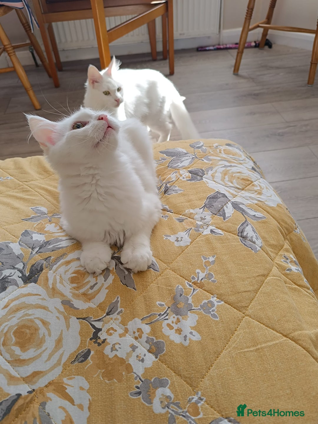 Turkish Angora cats for sale: Turkish angora mix girls - Image 3