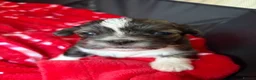 Lhasa Apso dogs for sale: Lhasa Apso puppies for sale - Advert 8