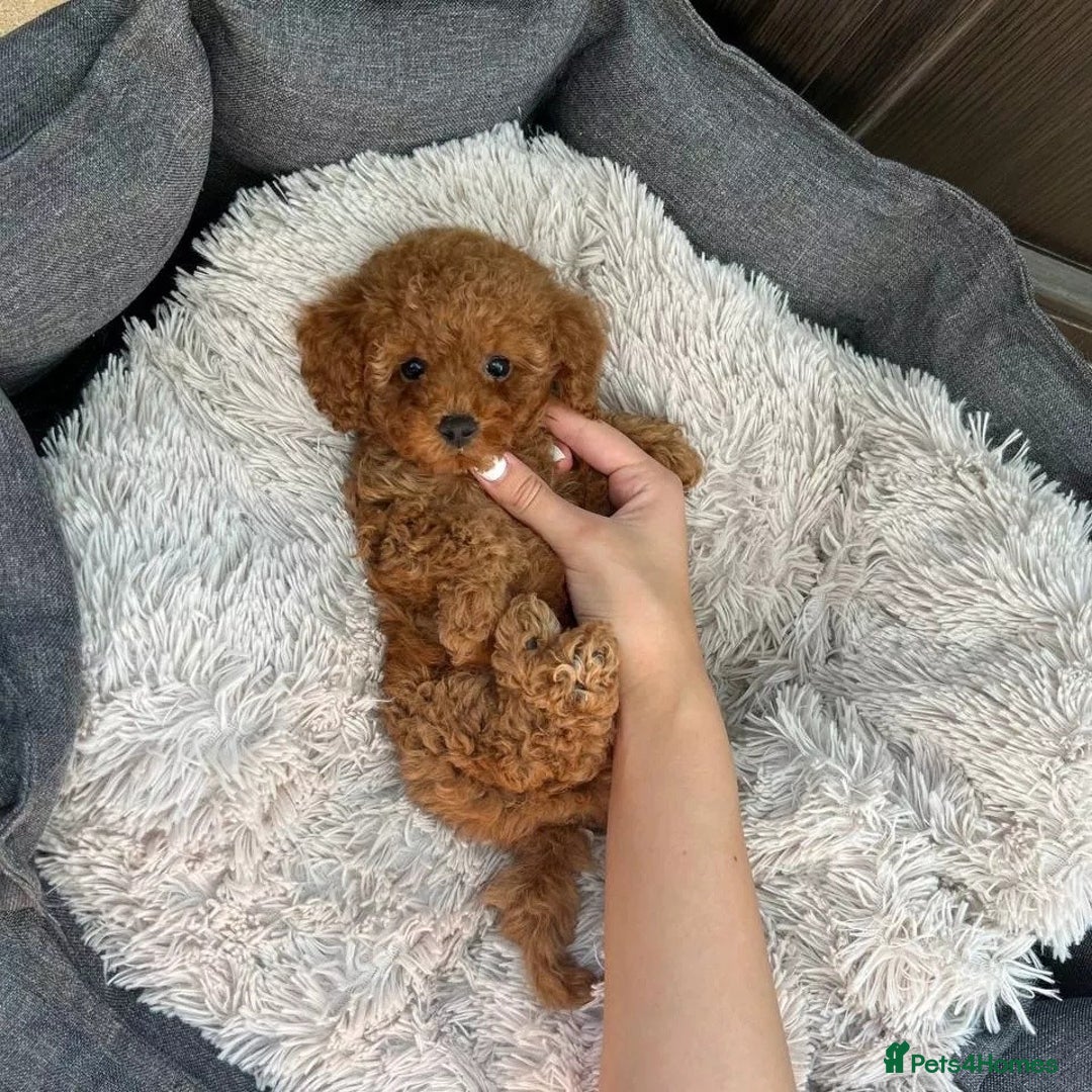 Toy Poodle dogs for sale: Toypoodle puppies for sale  - Image 3