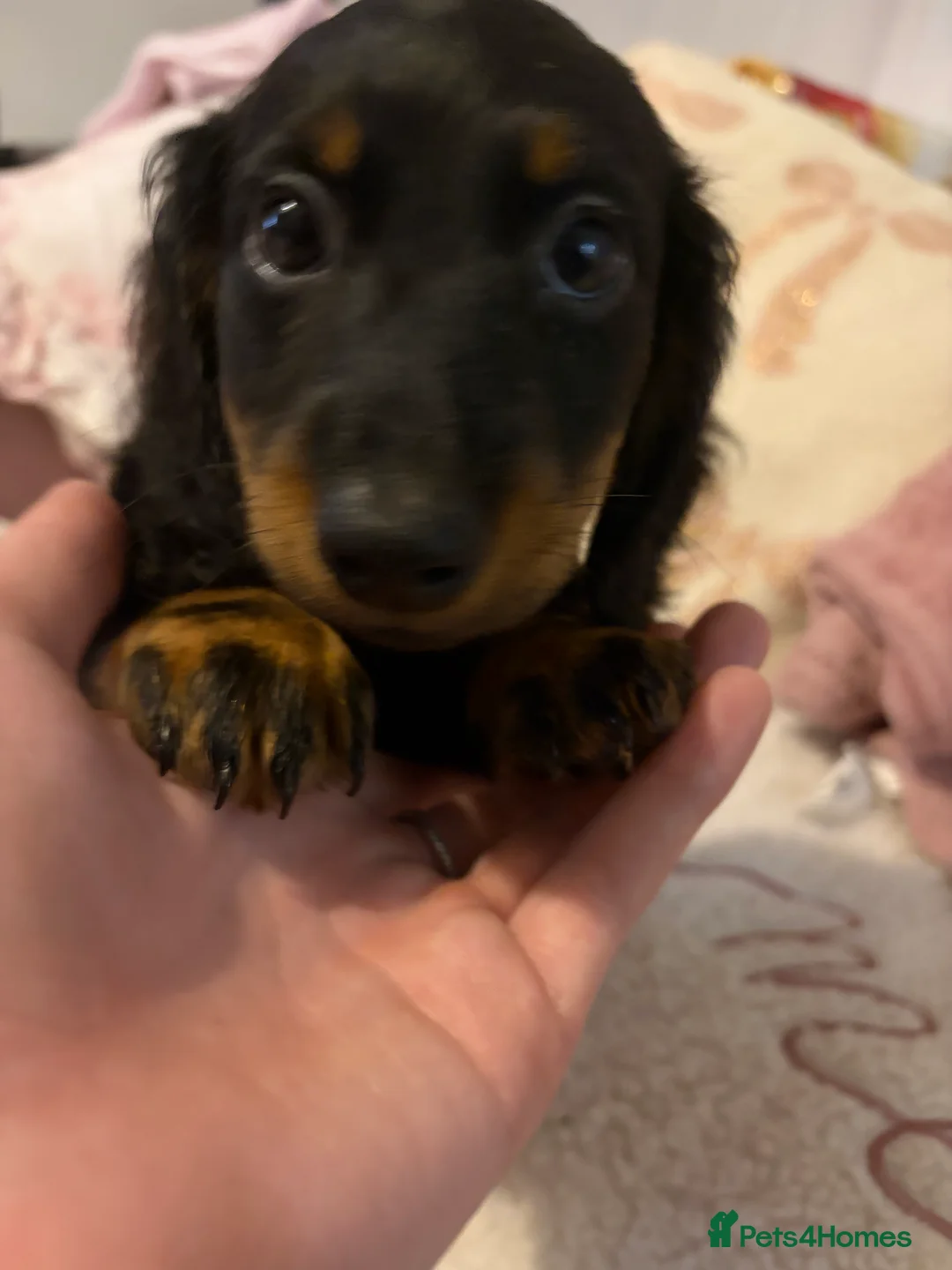 Dachshund dogs for sale: Dachshund puppies  in Sandbach - Advert 11