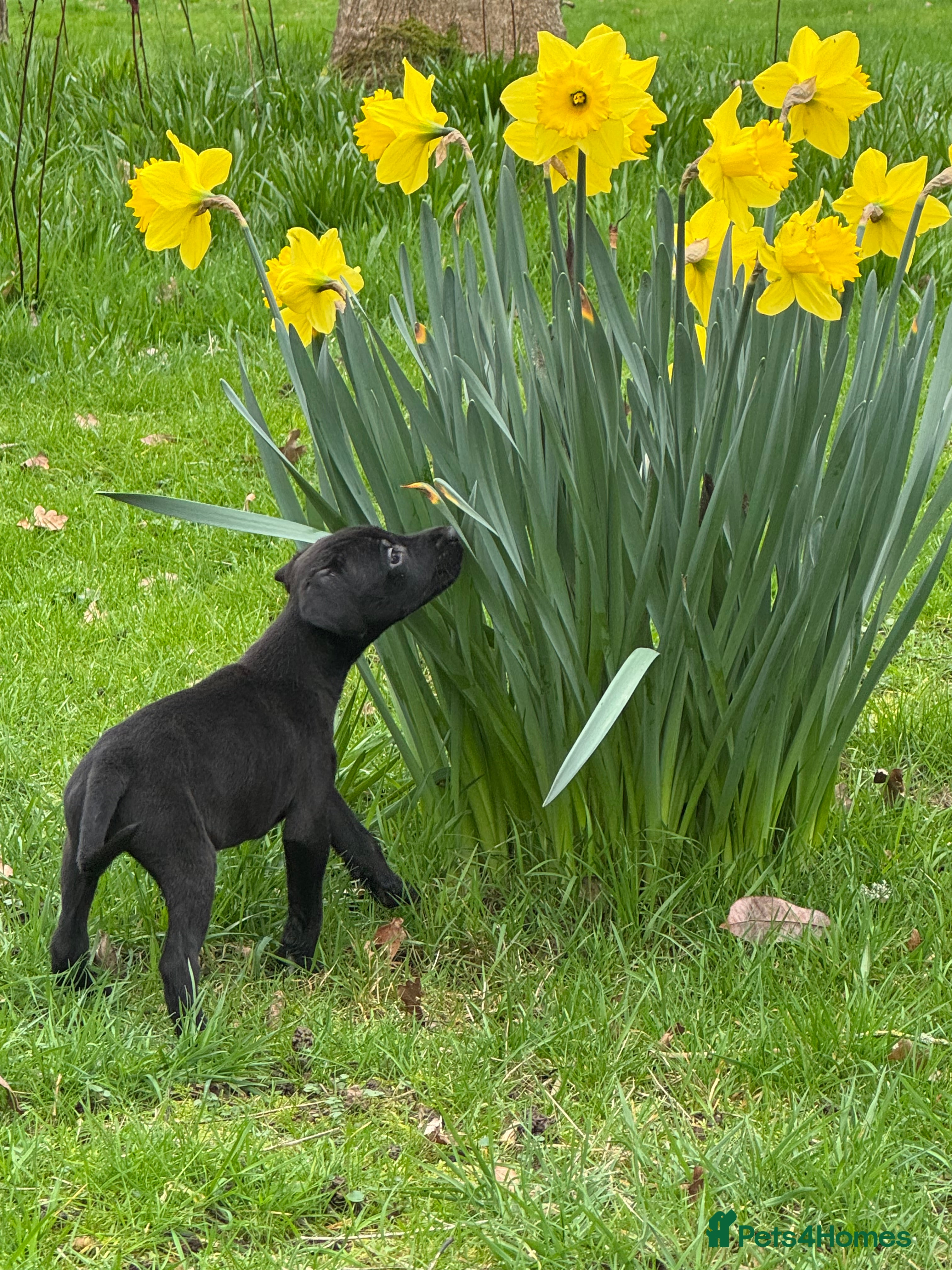 Lurcher dogs Stunning and well socialised little lurchers - Advert 2