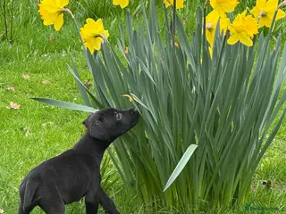 Lurcher dogs Stunning and well socialised little lurchers - Advert 2