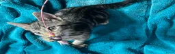 Mixed Breed cats for sale: Cute kittens for sale KT4 - Advert 13