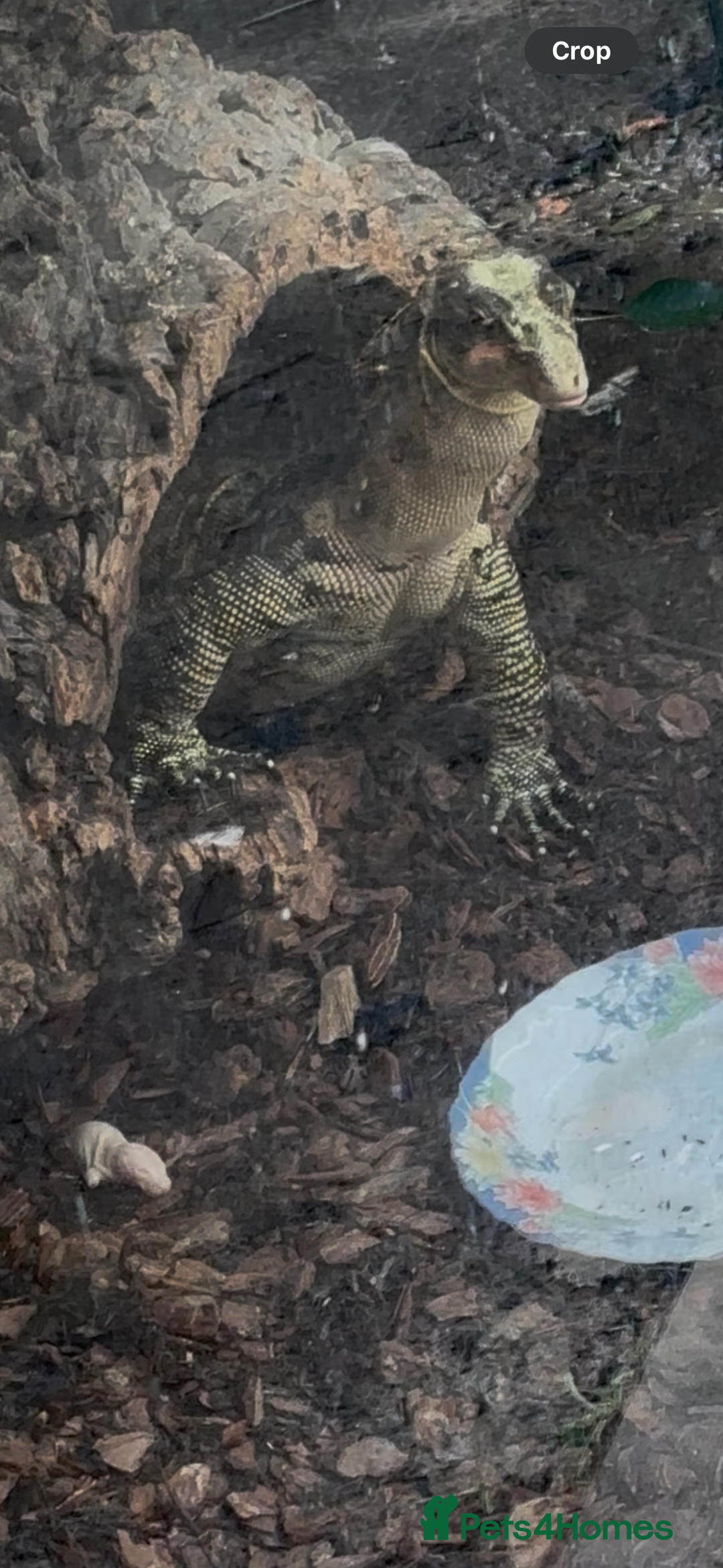 Monitor reptiles for sale: Philippines water monitor Cumungi yellow head - Advert 6