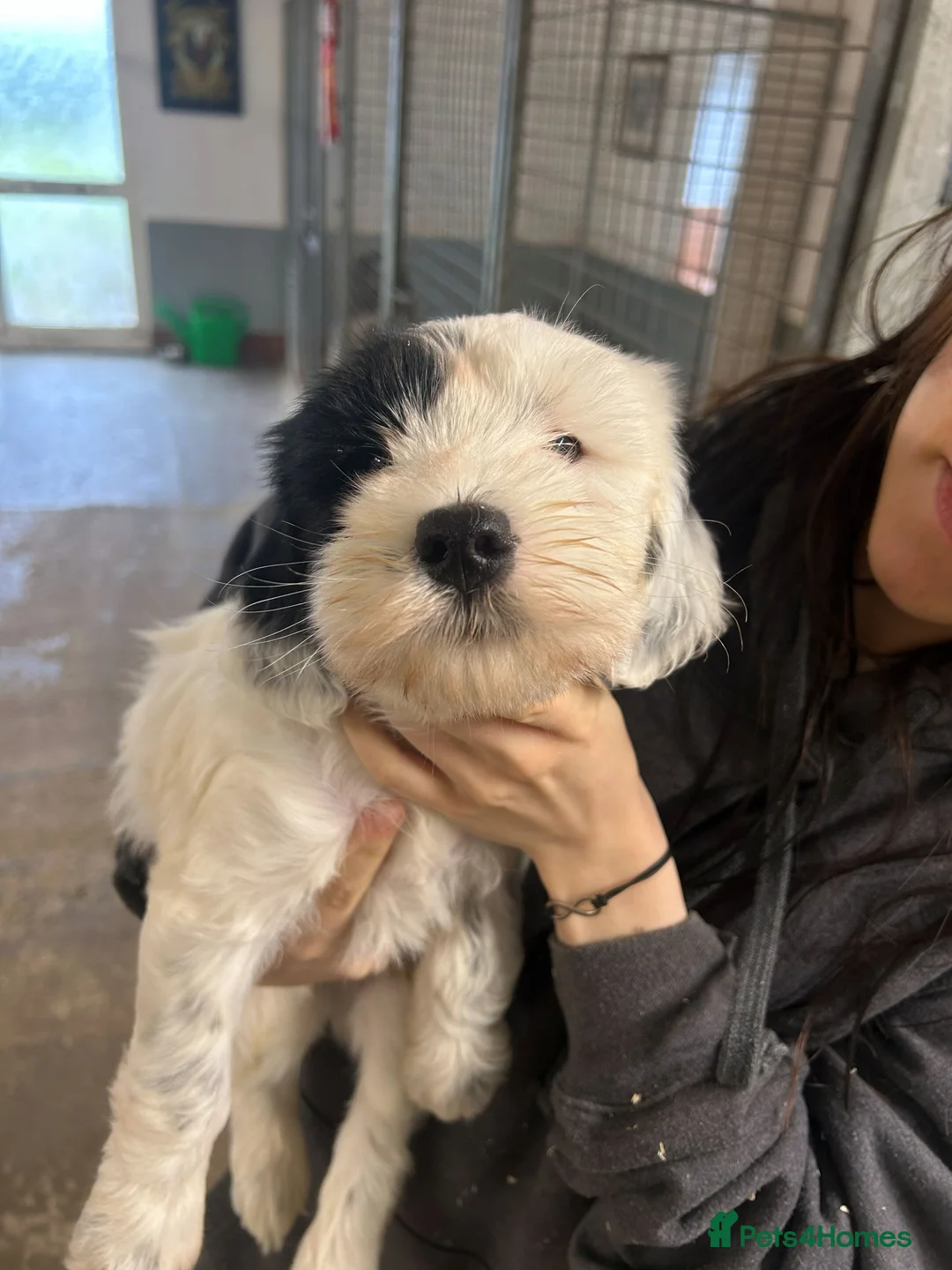 Tibetan Terrier dogs for sale: Araki Tibetan Terriers Puppies Available - Advert 6
