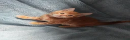 Mixed Breed cats for sale: GINGER BOYS VIDEOS - Advert 28