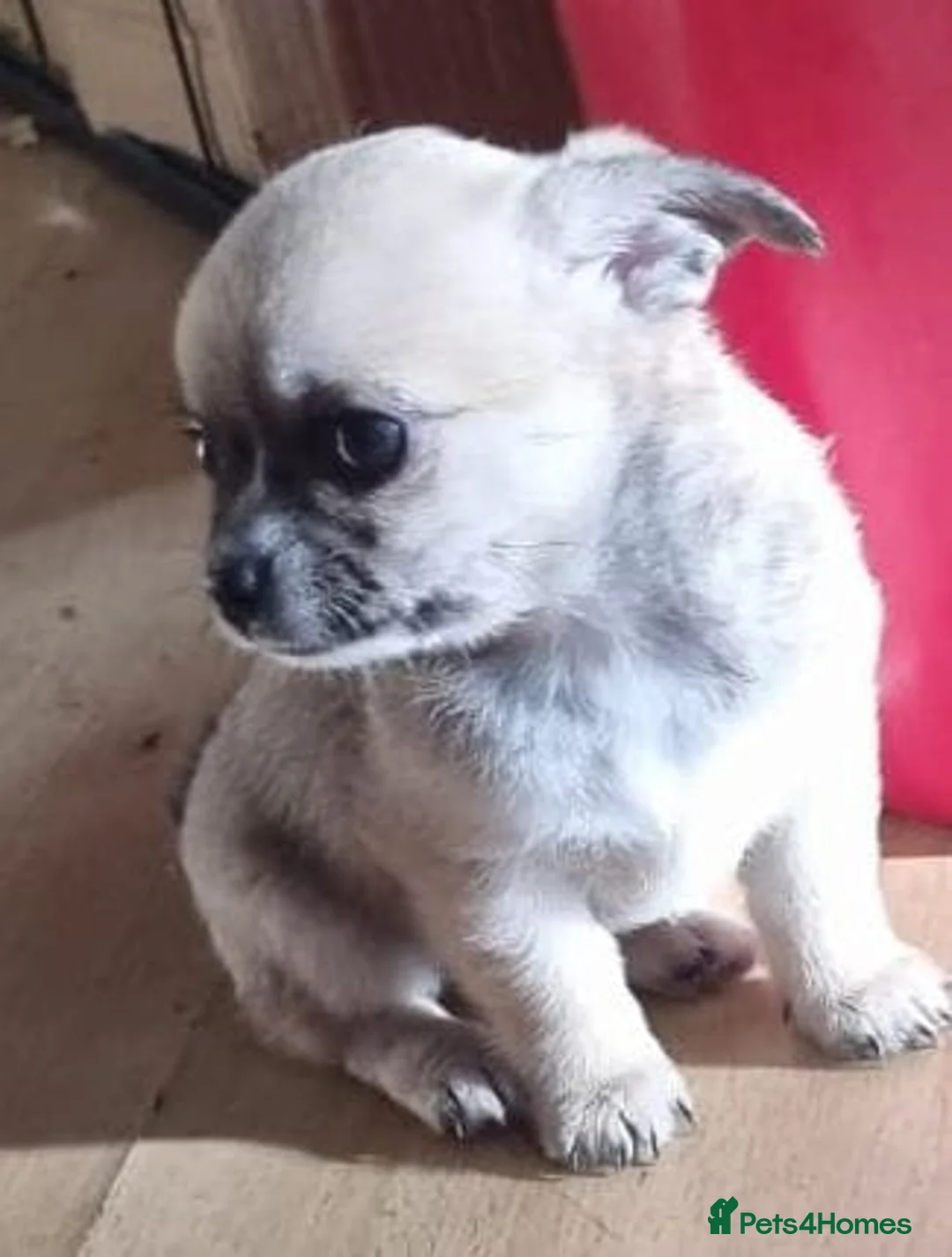 Chihuahua dogs for sale: Chihuahua pups - Advert 5