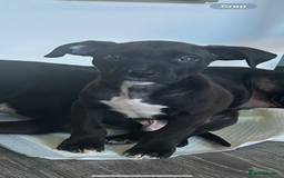 Mixed Breed dogs for sale: Staffy cross puppy - Image 4