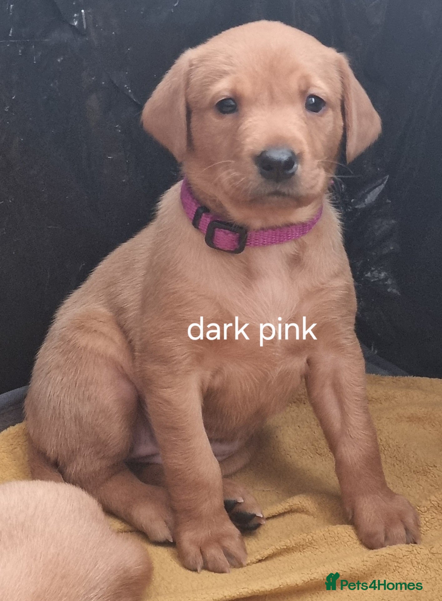 Labrador Retriever dogs Fox Red puppies kc reg working parents - Advert 2